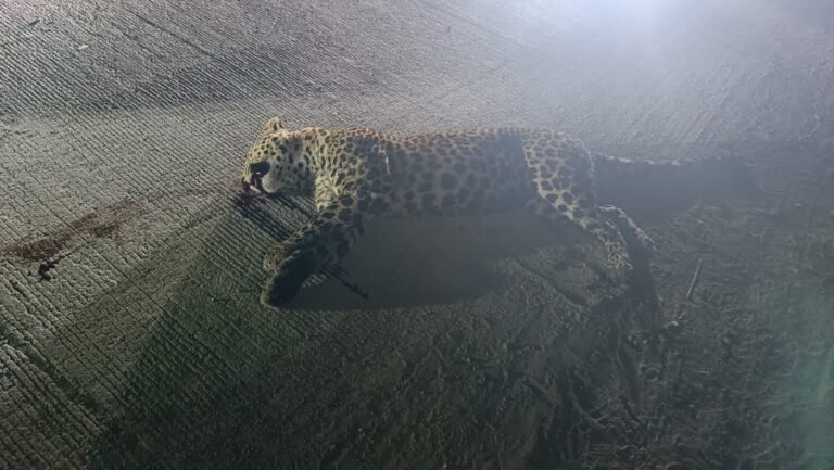 अज्ञात वाहन की टक्कर से तेंदुए की मौत, वन विभाग की लापरवाही पर सवाल